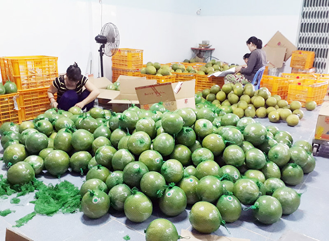 Sản xuất an toàn giúp sản phẩm của HTX được thị trường đón nhận (Ảnh TL)