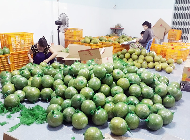 Sản xuất an toàn giúp sản phẩm của HTX được thị trường đón nhận (Ảnh TL)