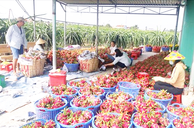 Những thành công trong xây dựng NTM tại Châu Thành có dấu ấn rất lớn của các HTX (Ảnh TL)