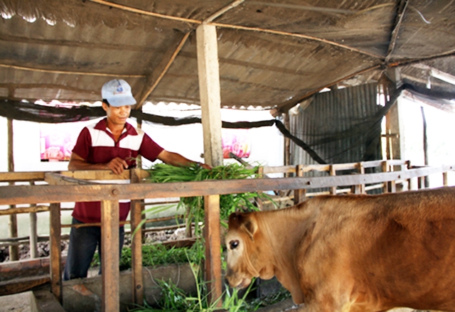 Chuyển đổi cơ cấu nông nghiệp đang giúp xã Long Hòa tạo bứt phá trong xây dựng NTM.