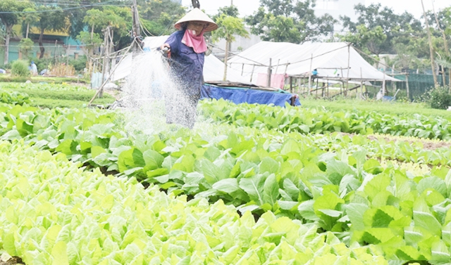 Quá trình tái cơ cấu nông nghiệp ở Tiểu Cần đang phát huy hiệu quả cao (Ảnh TL)