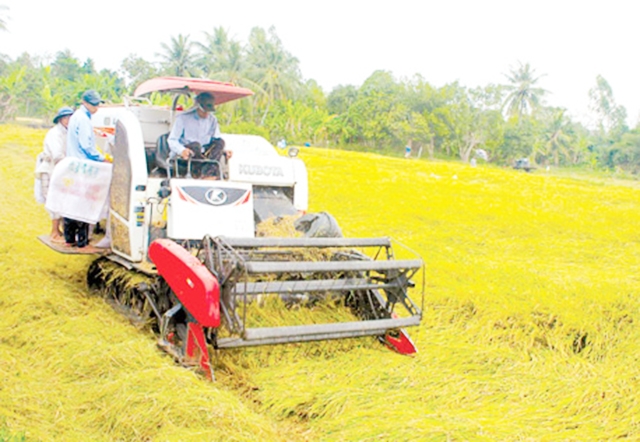 Thành công NTM ở Tiểu Cần đến từ kết quả chuyển đổi cơ cấu nông nghiệp.