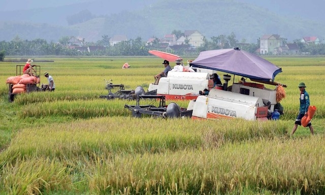 Chuyển đổi sang trồng giống lúa mới góp nâng cao thu nhập cho các thành viên HTX trên địa bàn huyện Yên Thành