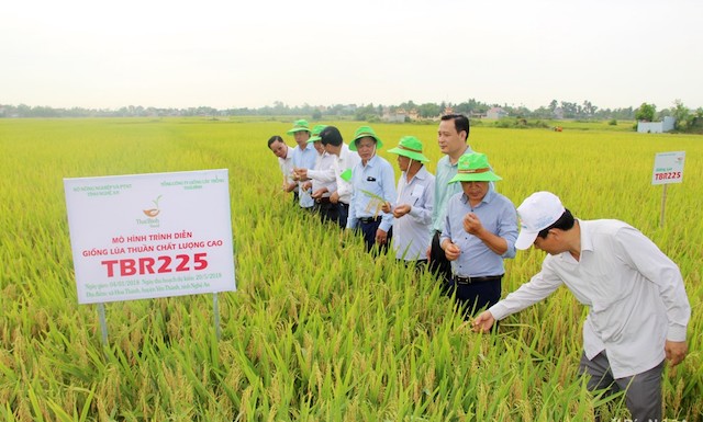 Sản xuất lúa chất lượng cao mang lại giá trị kinh tế cao gấp 15% so với lúa lai (Ảnh: TL)