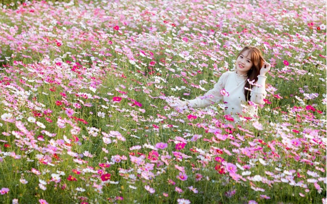 Du khách đến tham quan cánh đồng hoa cánh bướm của HTX (Ảnh:Tuấn Vũ)