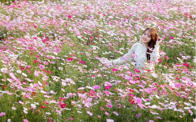 Du khách đến tham quan cánh đồng hoa cánh bướm của HTX (Ảnh:Tuấn Vũ)