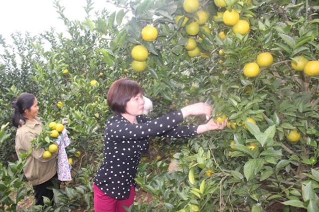 Các HTX sẽ được huyện thúc đẩy nhằm nâng cao các thế mạnh về cây có múi, vải thiểu... (Ảnh TL)