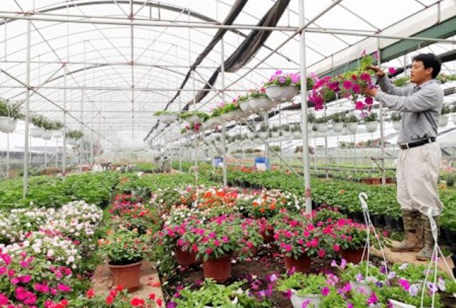 Khu vực kinh tế hợp tác có vị trí quan trọng trong sản xuất nông nghiệp công nghệ cao.