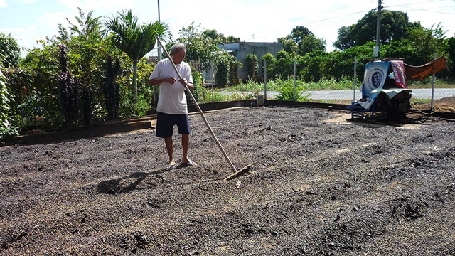 Giá cà phê liên tục sụt giảm và hiện đã gần mức thấp nhất trong vòng 15 năm trở lại đây. Điều này khiến nông dân có xu hướng chặt bỏ để thay thế loại cây khác (Ảnh Internet)