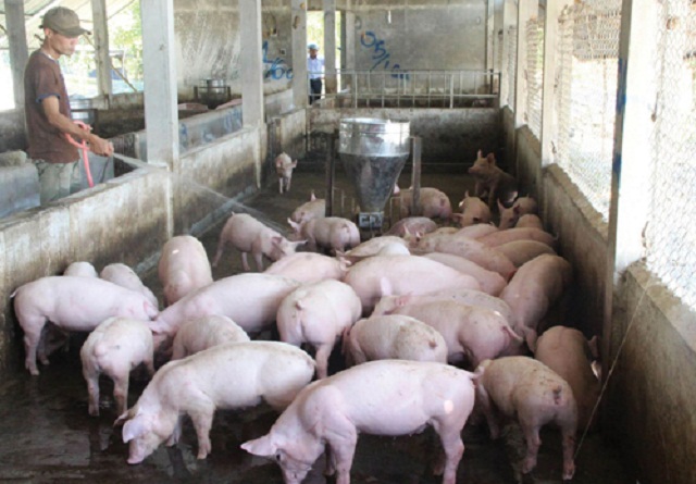 Mô hình chăn nuôi theo hướng gia công mang lại hiệu quả cao (Ảnh: TL)