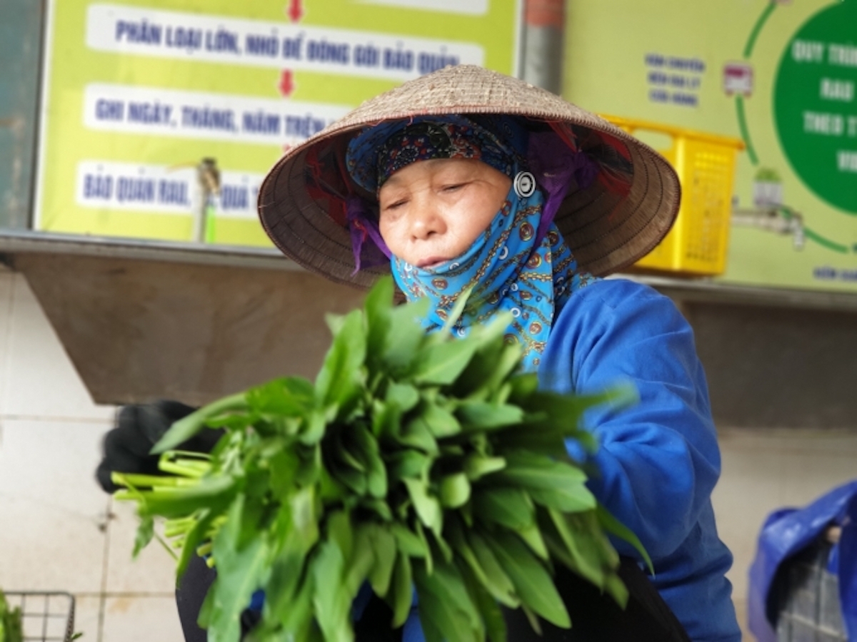 Rau hữu cơ đem về thu nhập ổn định cho nông dân.