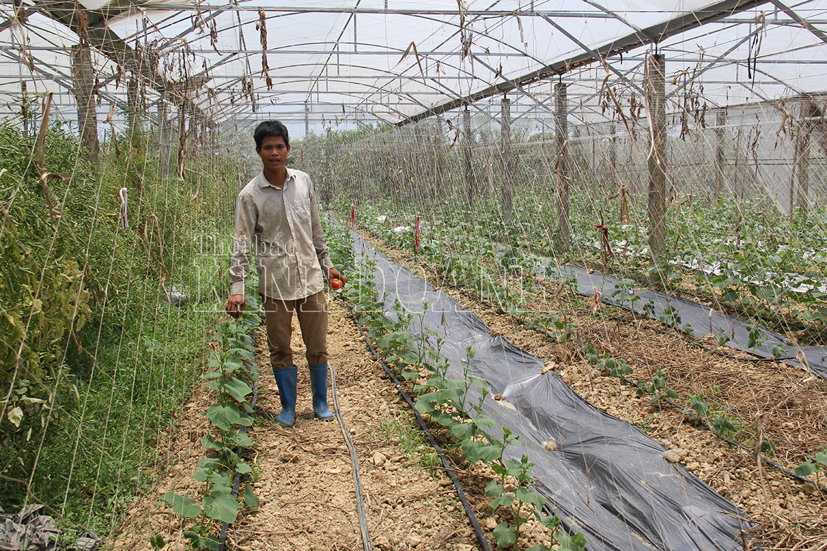 Cán bộ quản trị HTX trẻ, có trình độ, năng động giúp các HTX phát triển nhanh và bền vững (Ảnh: Phạm Duy)