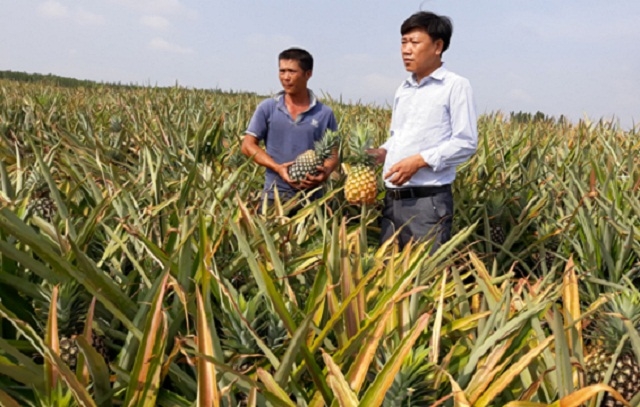 HTX Nông nghiệp Tân Tiến dẫn đầu phong trào trồng dứa Cayen mang lại hiệu quả cao (Ảnh: TL)