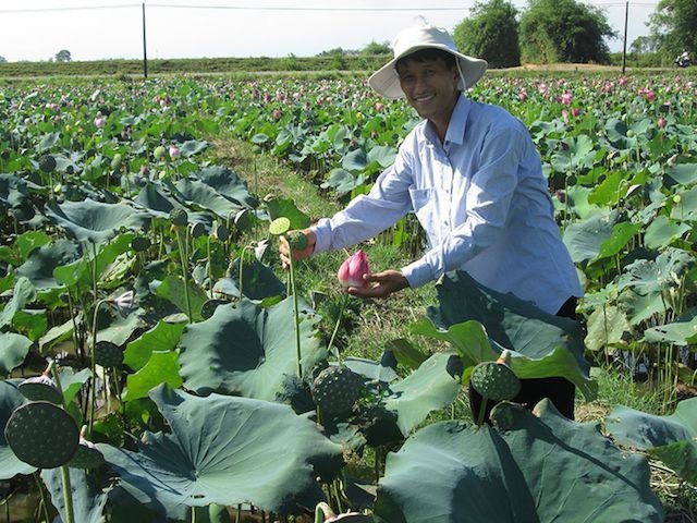 Mô hình sen-cá ở xã Triệu Trung
