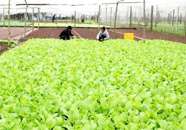 HTX đang hoàn thiện sản xuất, mở rộng thêm các loại rau an toàn khác (Ảnh TL)