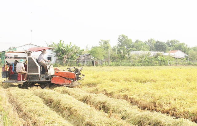 Long An đang xây dựng thành công nhiều mô hình điểm nhờ tái cơ cấu nông nghiệp (Ảnh Tư liệu)