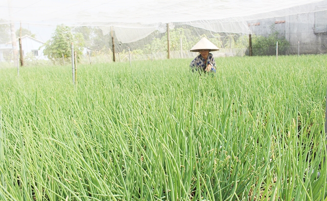 Liên kết giúp vị thế của người nông dân được nâng lên (Ảnh TL)