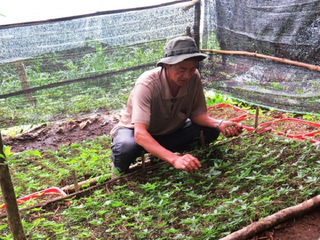 Ngưởi dân Nam Trà My vươn lên thoát nghèo nhờ trồng cây dược liệu (Ảnh: TL)