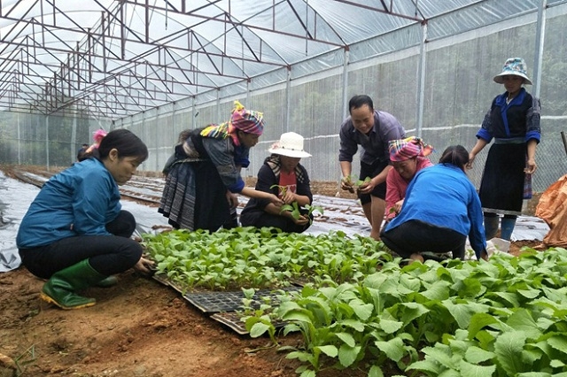 Mô hình trồng rau của THT Dế Xu Phình đã mang lại hiệu qảu tích cực về kinh tế cũng như thay đổi tư duy sản xuất của người dân