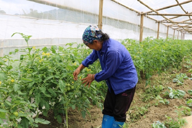 Liên kết trồng rau giúp người dân nâng cao thu nhập và giảm nghèo bền vững