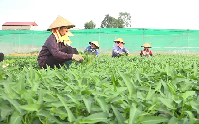 HTX đang rất thành công với mô hình rau muống thủy canh (Ảnh Tư liệu)