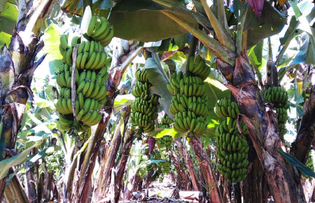 Vườn chuối của ông Phan Đình Nhơn (Ảnh: TL)