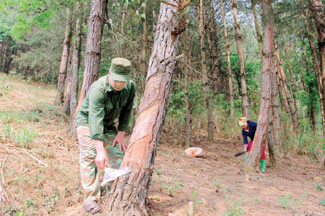 Việc khai thác nhựa thông mang lại thu nhập không nhỏ cho người dân