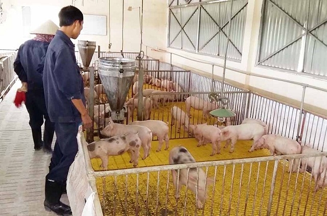 Chú trọng bảo vệ môi trường giúp nâng cao hiệu qủa chăn nuôi