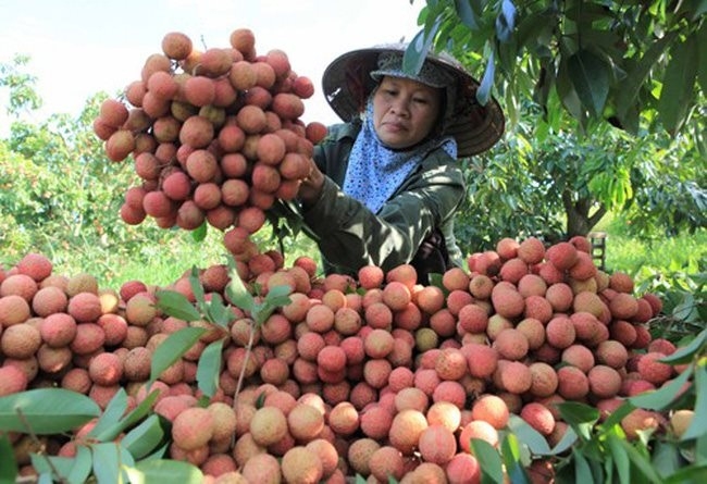 Vải Thanh Hà đã mang lại nguồn thu khoảng 900 tỷ đồng