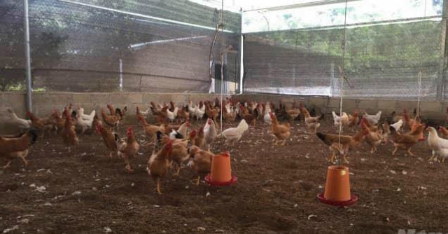 HTX đầu tư chăn nuôi theo mô hình khéo kín đảm bảo thực phẩm sạch và giữ gìn vệ sinh môi trường (Ảnh: TL)