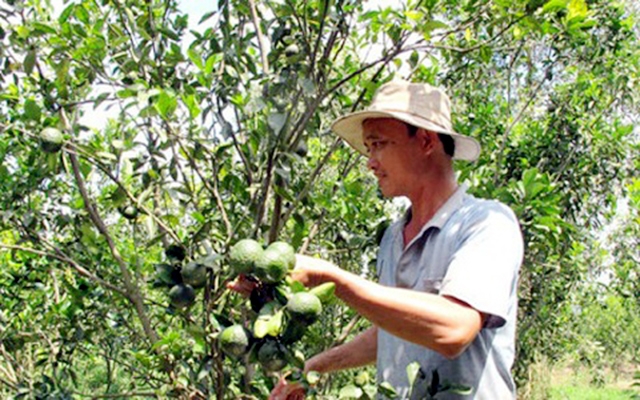 Người dân được khuyến khích tham gia các HTX, tổ hợp tác để tăng giá trị cây trồng (Ảnh TL)