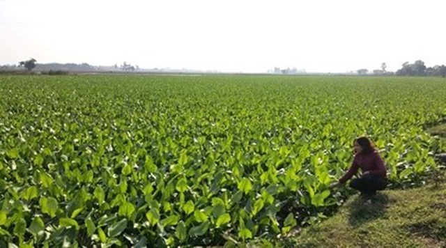 Diện tích cây trạch tả ở HTX Hoàng Sơn đang sinh trưởng tốt (Ảnh:TL)