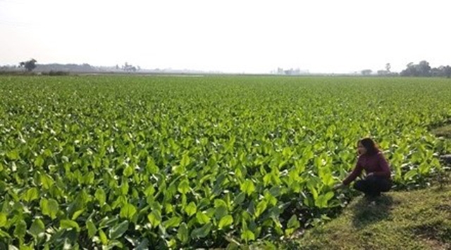 Diện tích cây trạch tả ở HTX Hoàng Sơn đang sinh trưởng tốt (Ảnh:TL)