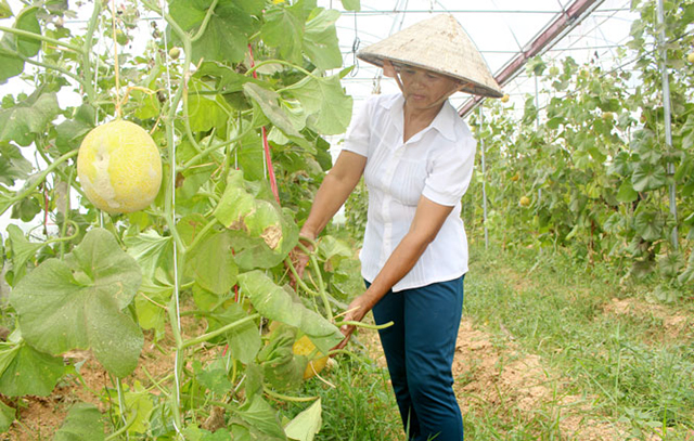 Mô hình dưa lưới đang cho thu nhập cao ở HTX Dương Thành (Ảnh Tư liệu)