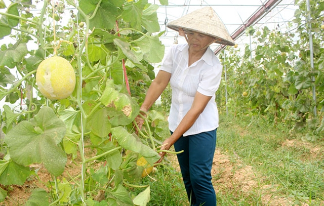 Mô hình dưa lưới đang cho thu nhập cao ở HTX Dương Thành (Ảnh Tư liệu)