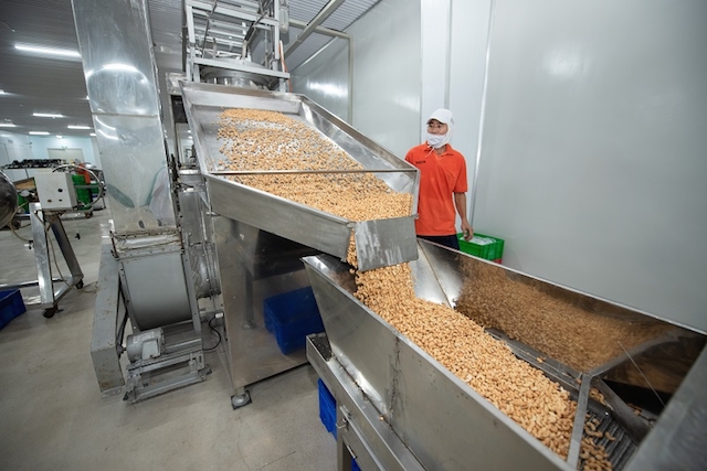 Các DN chế biến hạt điều đứng trước nỗi lo thiếu hụt nguồn cung điều thô