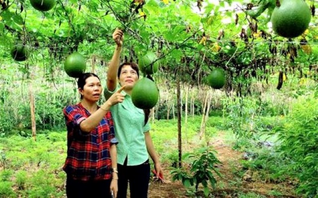 Trồng gấc đem lại thu nhập ổn định, tạo công ăn việc làm, góp phần xóa đói giảm nghèo và xây dựng NTM