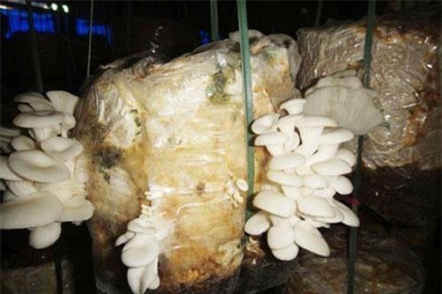 Mô hình sản xuất nấm của HTX nấm Nhì Tây (Ảnh: TL)