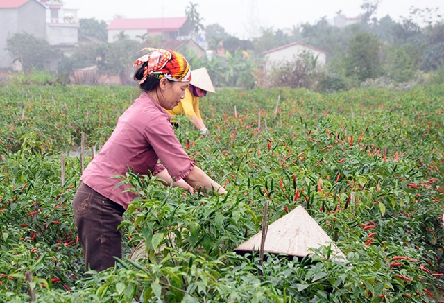 Nhiều nông dân ở Ngăm Mạc đang thoát nghèo, làm giàu nhờ ớt chỉ thiên (Ảnh Tư liệu)