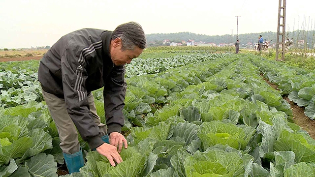 Bên cạnh ớt, HTX Ngăm Mạc cũng rất thành công với rau VietGAP (Ảnh TL)