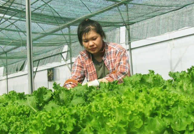 Các HTX đóng góp tích cực trong xây dựng NTM ở Phước Vân.