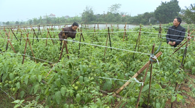 Việc chuyển đổi cây trồng theo hướng sản xuất an toàn giúp nông dân gia tăng thu nhập (Ảnh:TL)