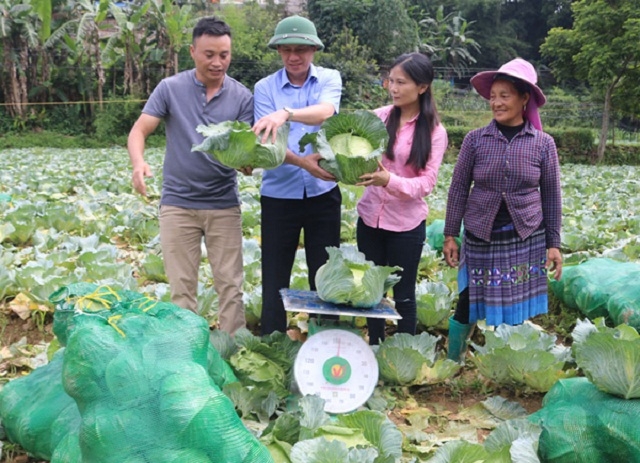 Bắp cải trái vụ được đánh giá cao về chất lượng và mở hướng giảm nghèo cho người dân (Ảnh:TL)