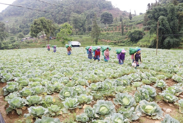 Người dân thu hoạch bắp cải (Ảnh:TL)