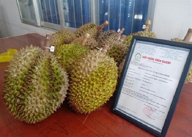 Sầu riêng của HTX đạt tiêu chuẩn VietGAP giúp khẳng định chất lượng trên thị trường (Ảnh:TL)