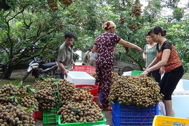 Áp dụng tiêu chuẩn VietGAP giúp bảo đảm sản lượng khi thu hoạch (Ảnh:TL)
