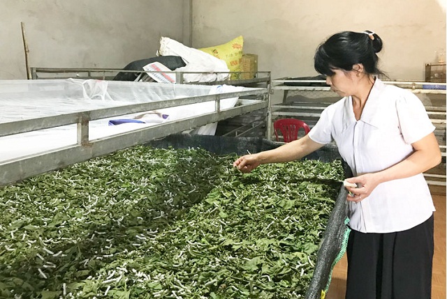 Trồng dâu nuôi tằm thúc đẩy nông thôn mới Trấn Yên