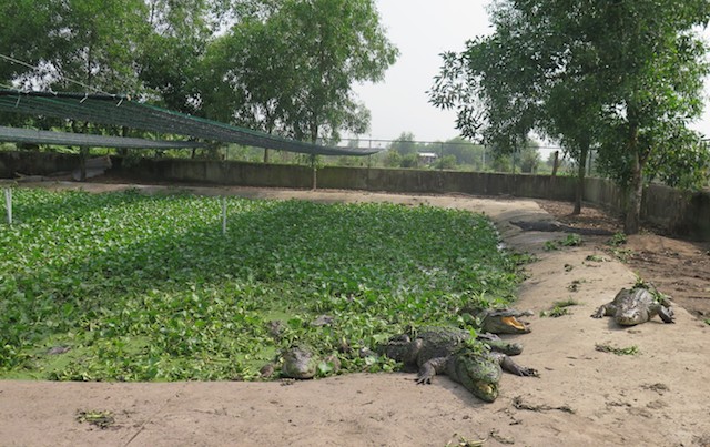 Hoạt động nuôi cá sấu ở Tp.HCM cần liên kết tốt hơn để vượt qua khó khăn (Ảnh: TL)