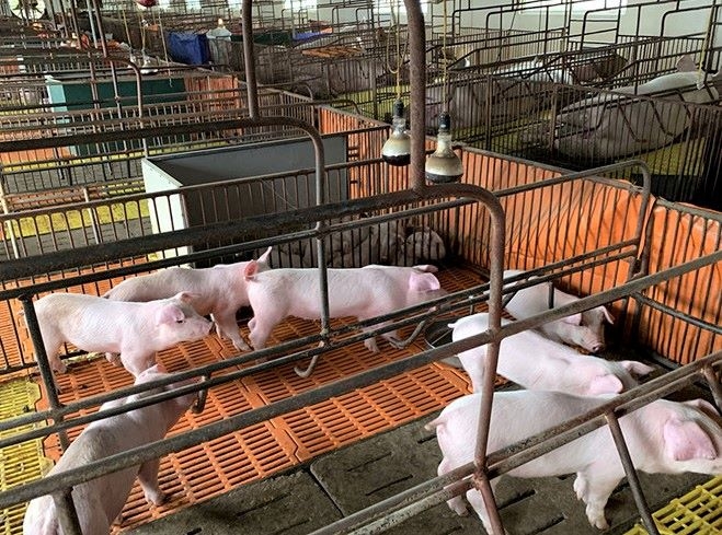 Việt Nam đang rất thiếu lợn giống cụ, kỵ và ông bà để phục vụ nhu cầu tái đàn sau dịch tả lợn châu Phi (Ảnh: Internet)