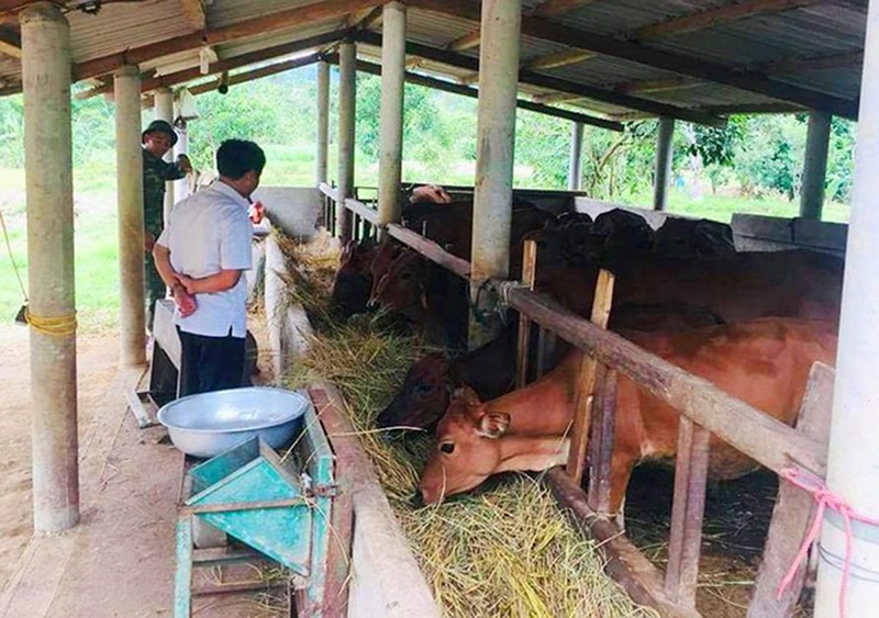 Mô hình nuôi bò của thanh niên dân tộc tại huyện miền núi A Lưới.